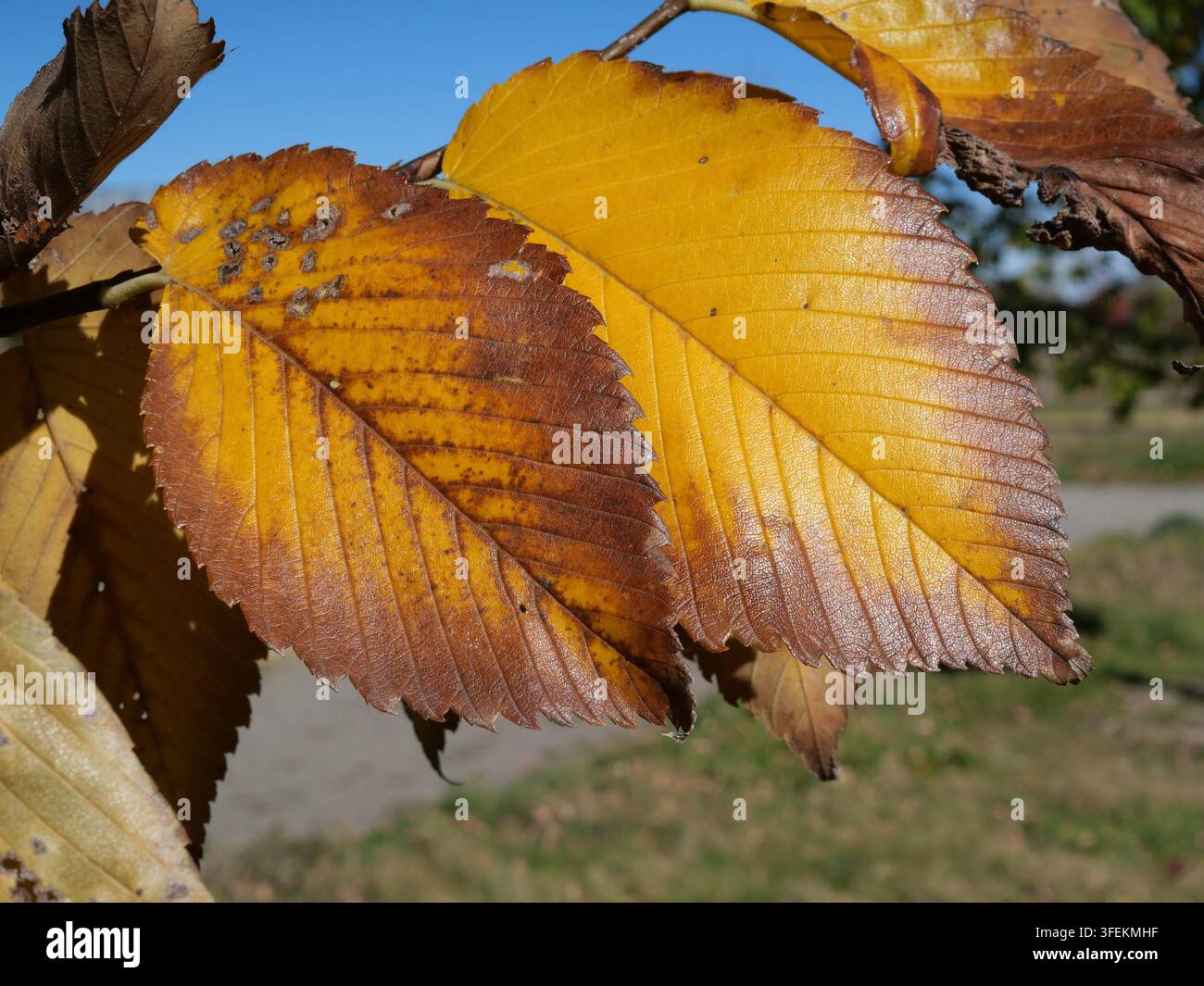 Foglie autunnali dorate dell'Olmo Homestead (Ulmus 'Homestead') in Colorado Foto Stock