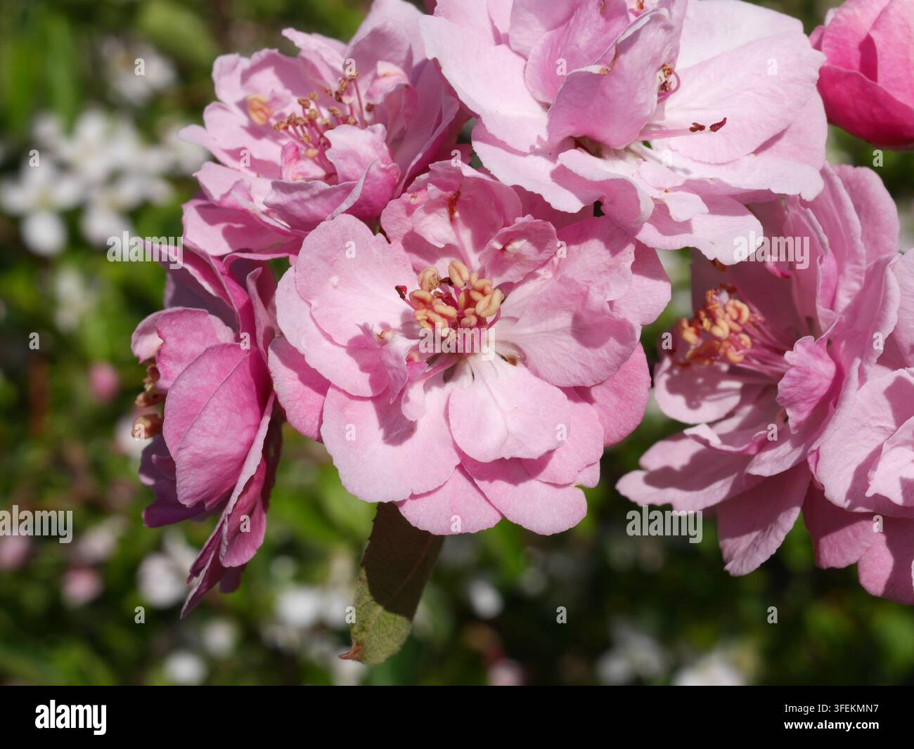 Fiori rosa del melo Brandywine (Malus 'Brandywine') in primavera, Colorado Foto Stock