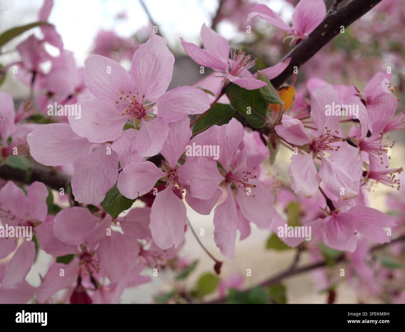 Fiori rosa del melo Guinevere (Malus ‘Guinevere’) in fioritura primaverile, Colorado Foto Stock