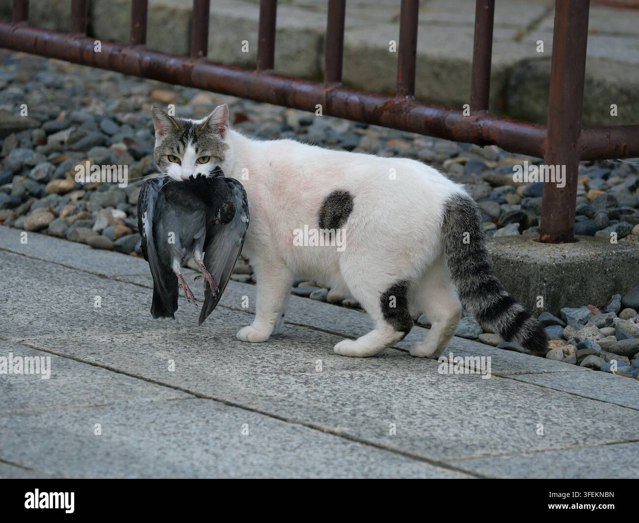 Gatto domestico che vive libero con un piccione catturato in bocca al parco Naritasan, prefettura di Chiba, Giappone, alla fine di maggio. Foto Stock