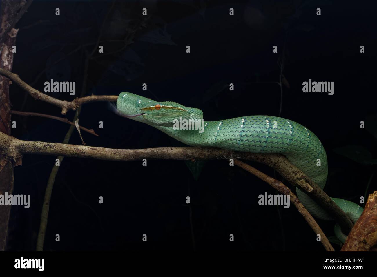 Vipera di Borneo con carena che riposa su un albero, è una delle serpenti più iconiche del Borneo. Foto Stock