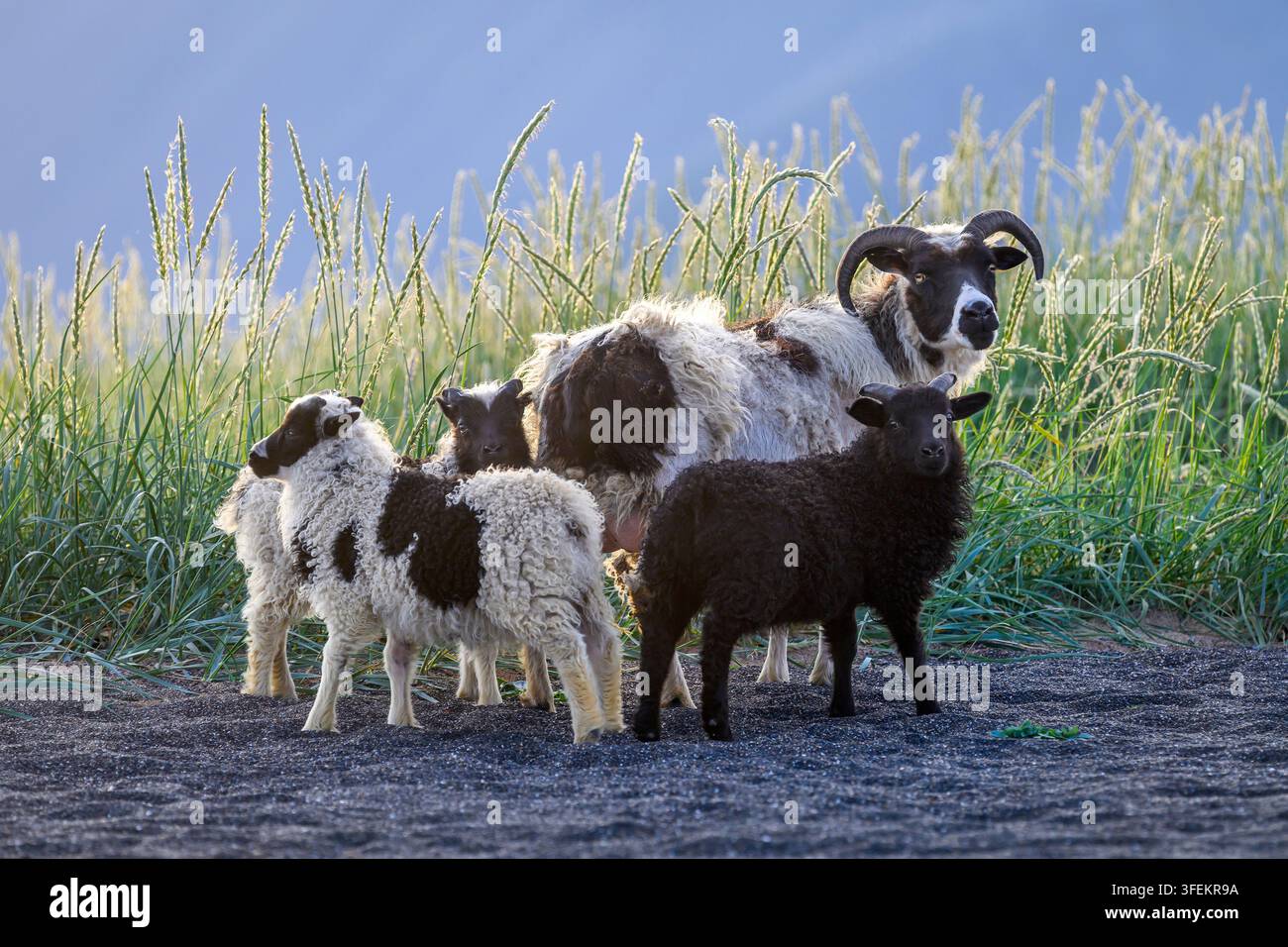 Peccori islandesi - Ovis aries Foto Stock