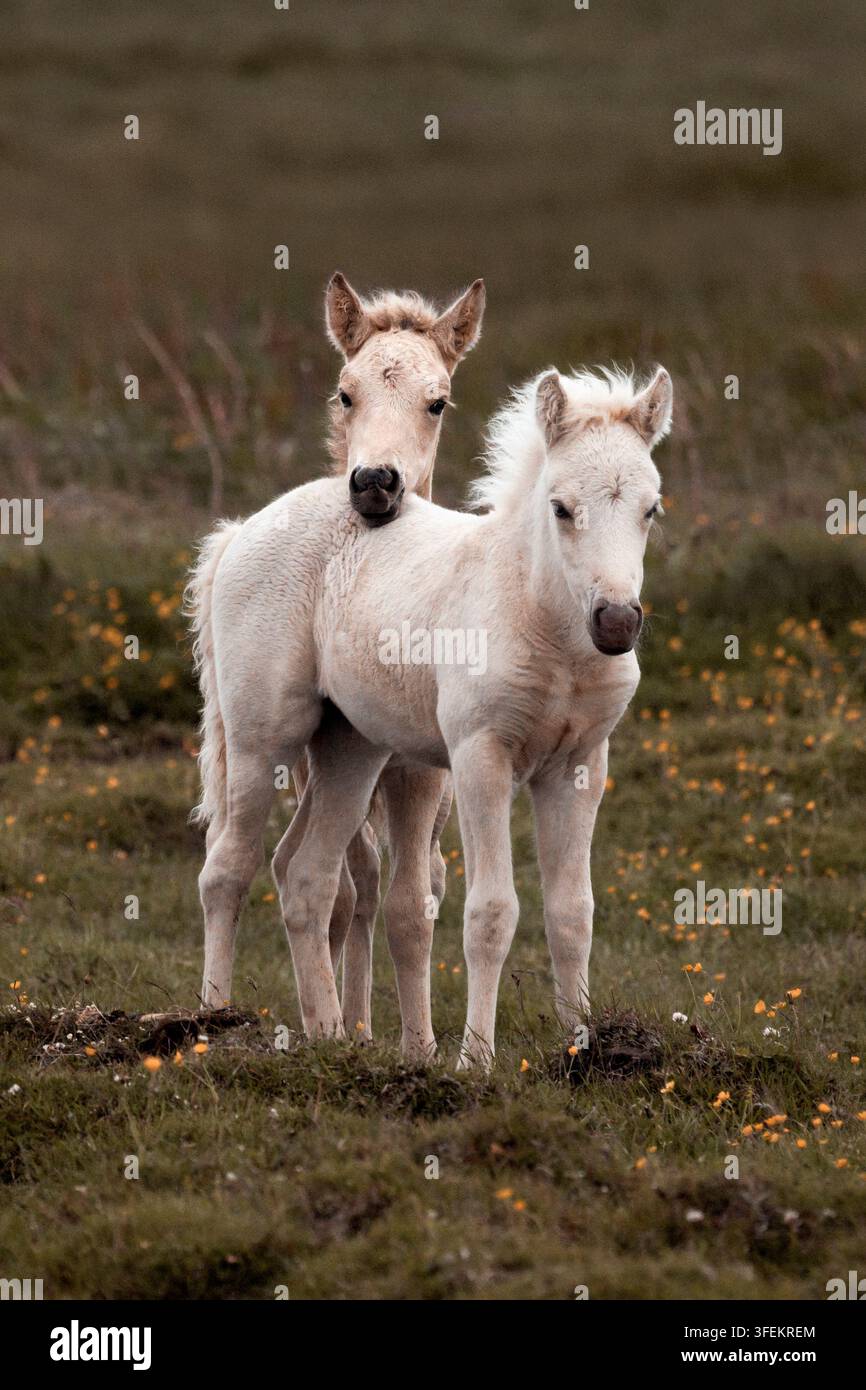 Due puledri islandesi bianchi - Equus ferus caballus Foto Stock