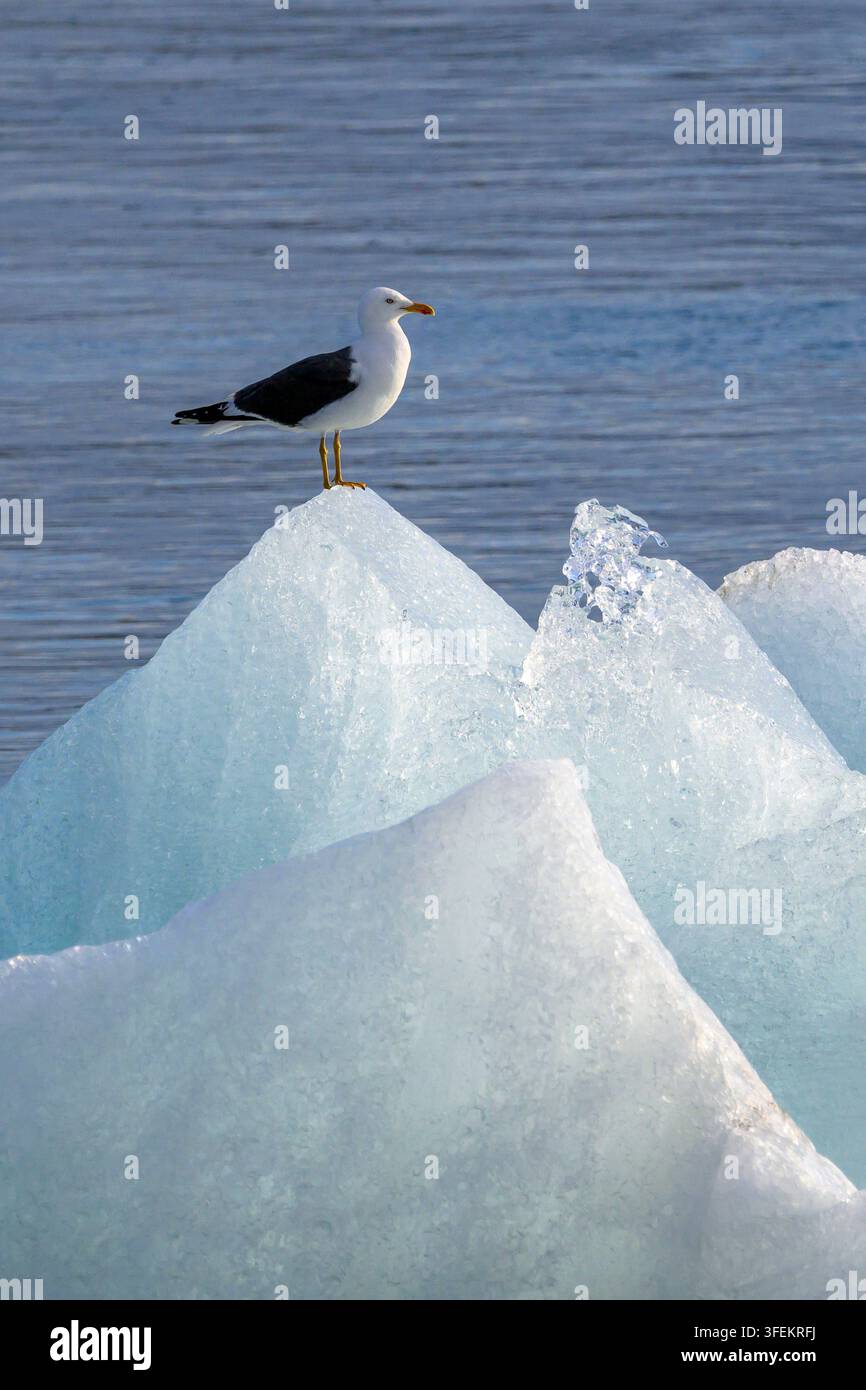 Lesser Black-backed Gull - Larus fuscus Foto Stock