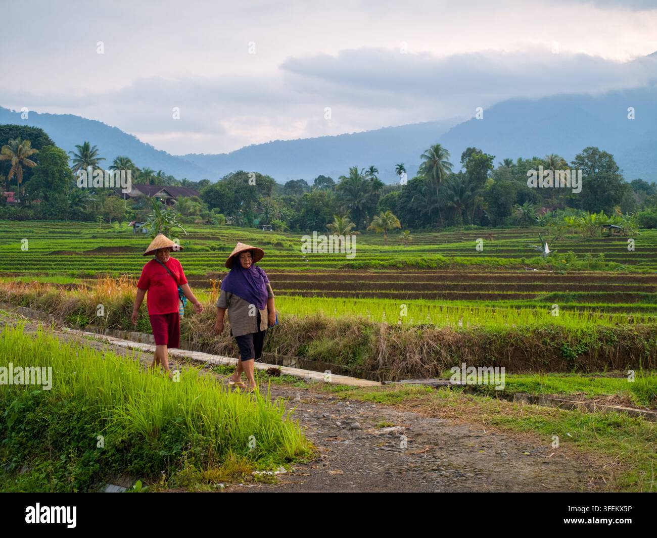 Indonesia - 31 agosto 2026: Vista di due persone che indossano cappelli conici tradizionali mentre camminano lungo un sentiero accanto a terrazzamenti di riso verdi e rigogliosi con montagne in Foto Stock