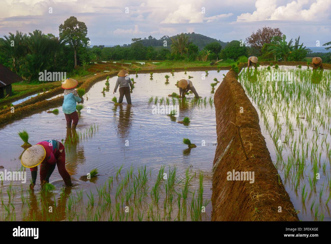 Indonesia - 31 agosto 2026: Vista di agricoltori di riso che indossano cappelli coni tradizionali e piantano piantine in un campo di riso allagato con colline lussureggianti sotto un Foto Stock