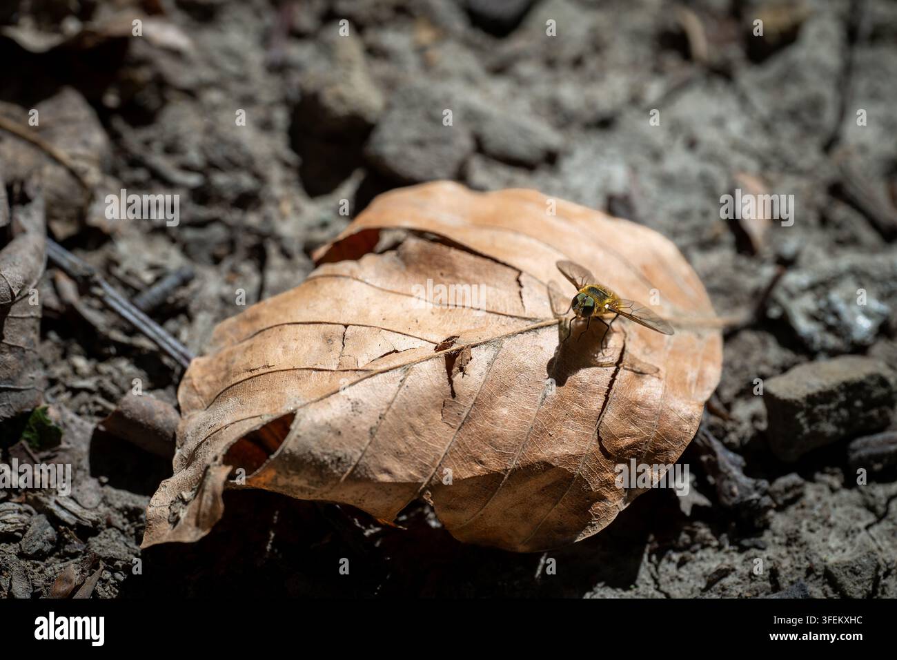Una mosca hoverfly si riposa su una foglia secca sul terreno della foresta, si ferma brevemente per crogiolarsi al sole e riscaldare le ali mentre cerca nutrienti nel Foto Stock