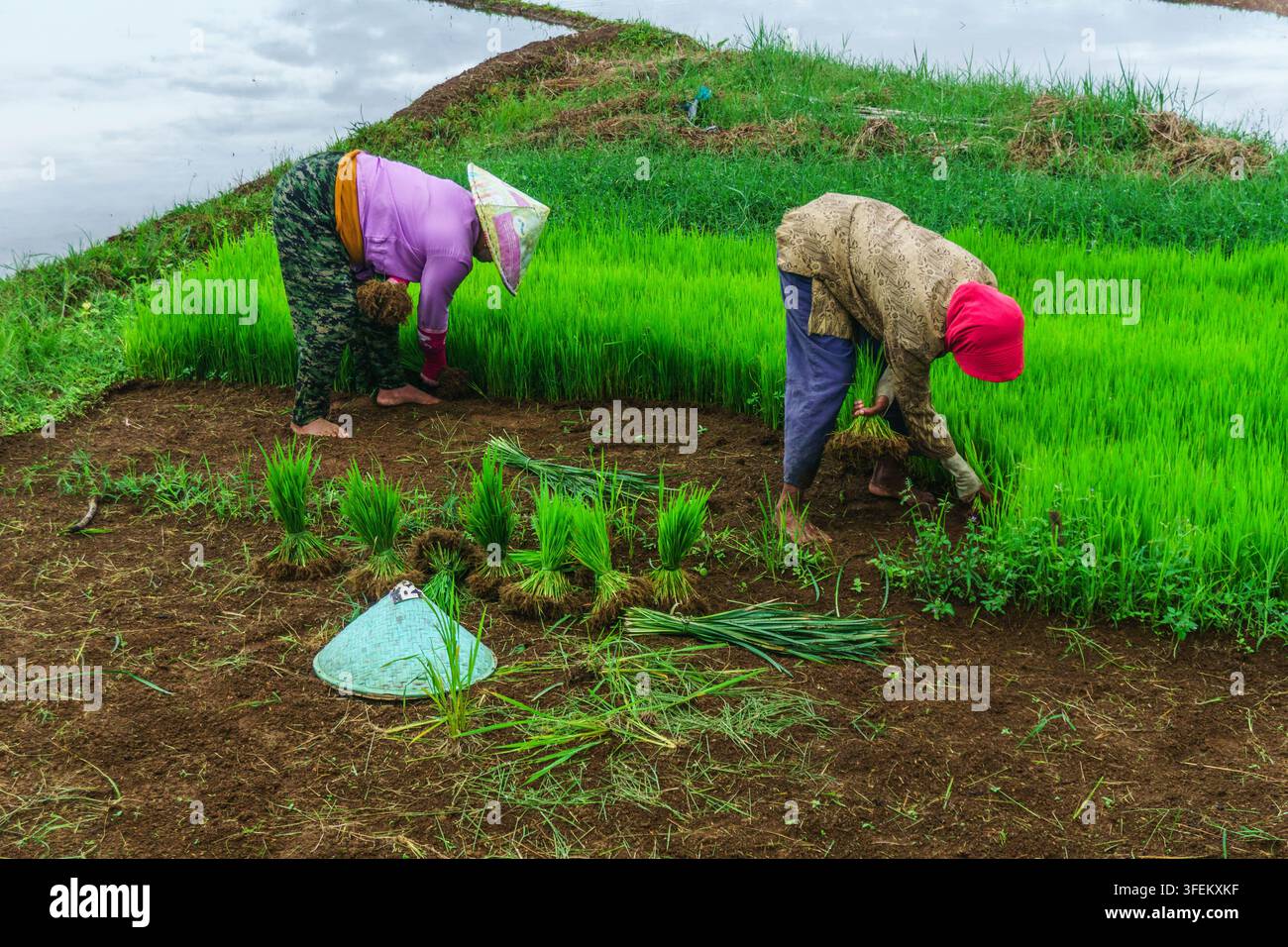 Indonesia - 31 agosto 2026: Vista di due agricoltori che indossano cappelli coniugali tradizionali mentre piantano piantine di riso in un campo di risaia verde e lussureggiante. Foto Stock