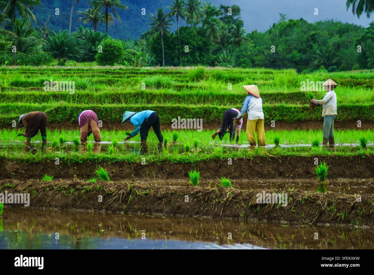 Indonesia - 31 agosto 2026: Vista di contadini che indossano cappelli conici tradizionali mentre lavorano in lussureggianti terrazze di riso verdi in Indonesia. Foto Stock