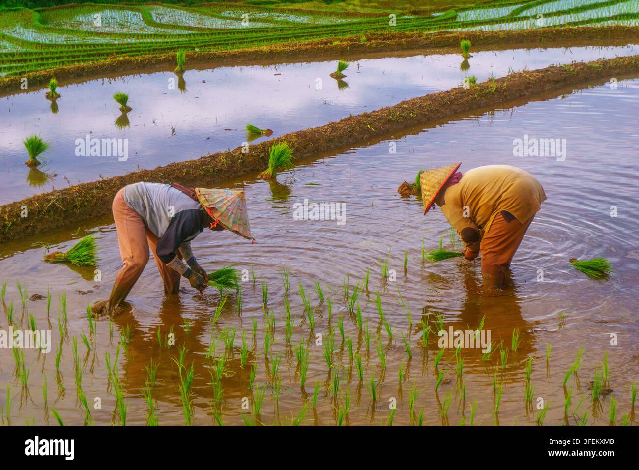 Indonesia - 31 agosto 2026: Vista di due agricoltori che indossano cappelli conici tradizionali e piantano piantine di riso in un campo di riso a terrazze allagato. Foto Stock