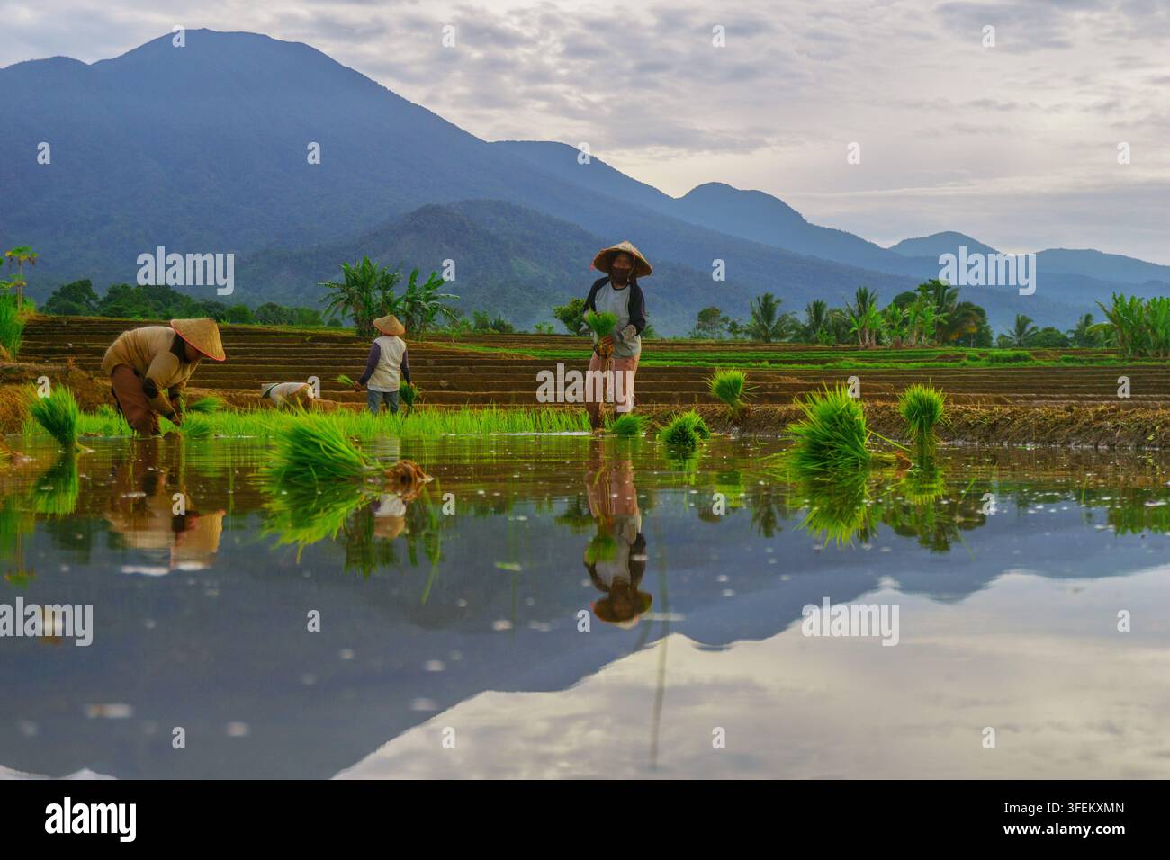 Indonesia - 31 agosto 2026: Vista di contadini che indossano cappelli conici tradizionali e piantano piantine di riso in un campo di riso allagato con montagne in ba Foto Stock