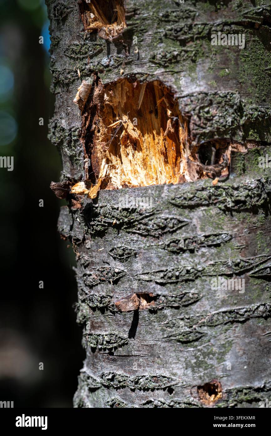 Un picchio ha scavato questo tronco d'albero, rimuovendo la corteccia esterna per raggiungere gli insetti nascosti negli strati interni del legno, lasciandosi dietro una d Foto Stock