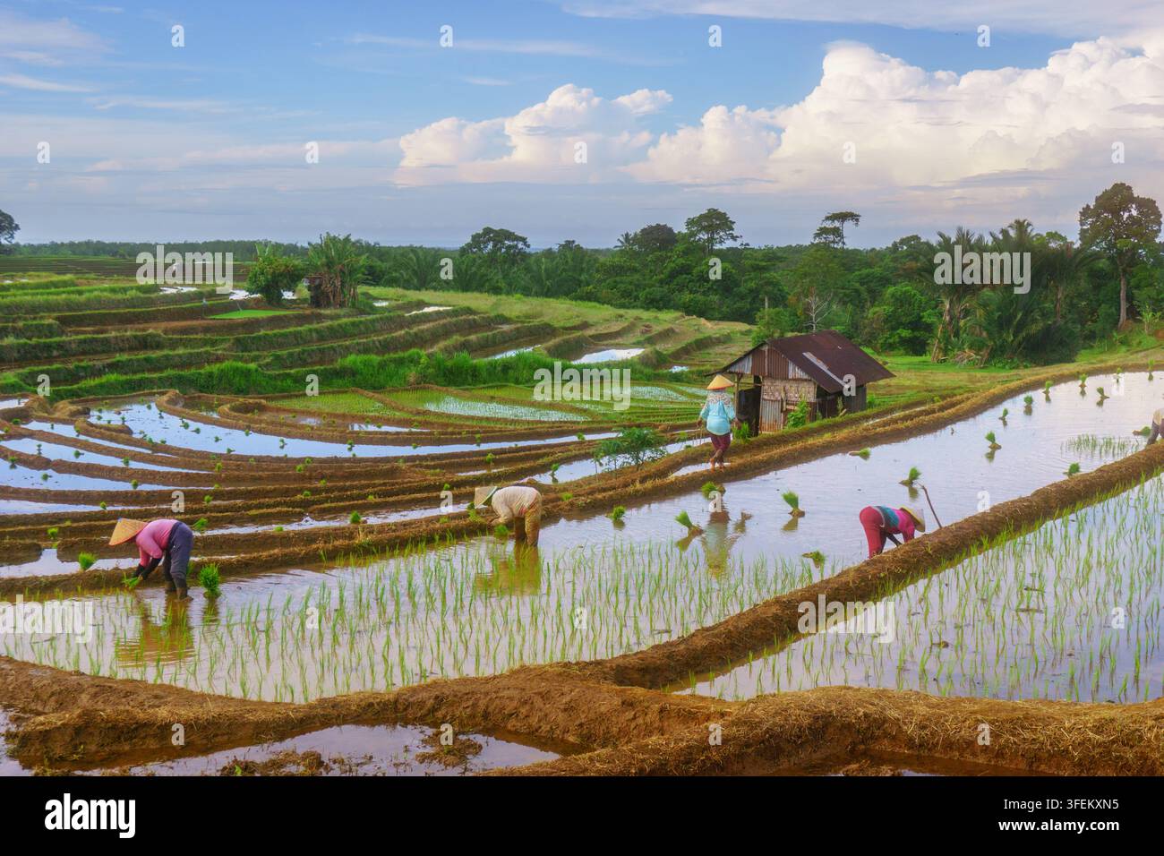 Indonesia - 31 agosto 2026: Vista di contadini che indossano cappelli a cono e lavorano in terrazzamenti di riso verdi e lussureggianti sotto un cielo luminoso con nuvole. Foto Stock