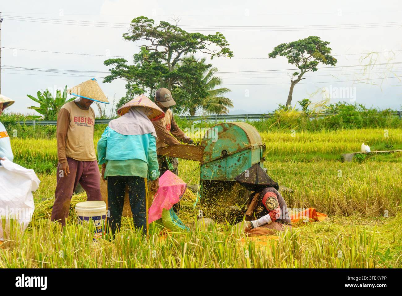 Indonesia - 31 agosto 2026: Vista di contadini che utilizzano una trebbiatrice meccanica per elaborare il riso raccolto in un campo rurale, indossando cappelli tradizionali a forma di cono Foto Stock