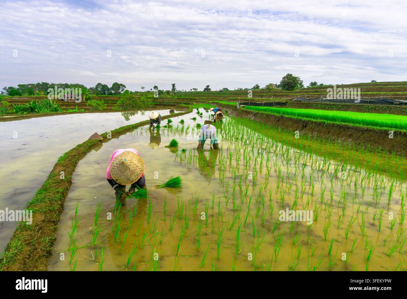 Indonesia - 31 agosto 2026: Vista di contadini che indossano cappelli conici tradizionali e piantano piantine di riso in un campo di risaia terrazzato sotto un cielo nuvoloso. Foto Stock