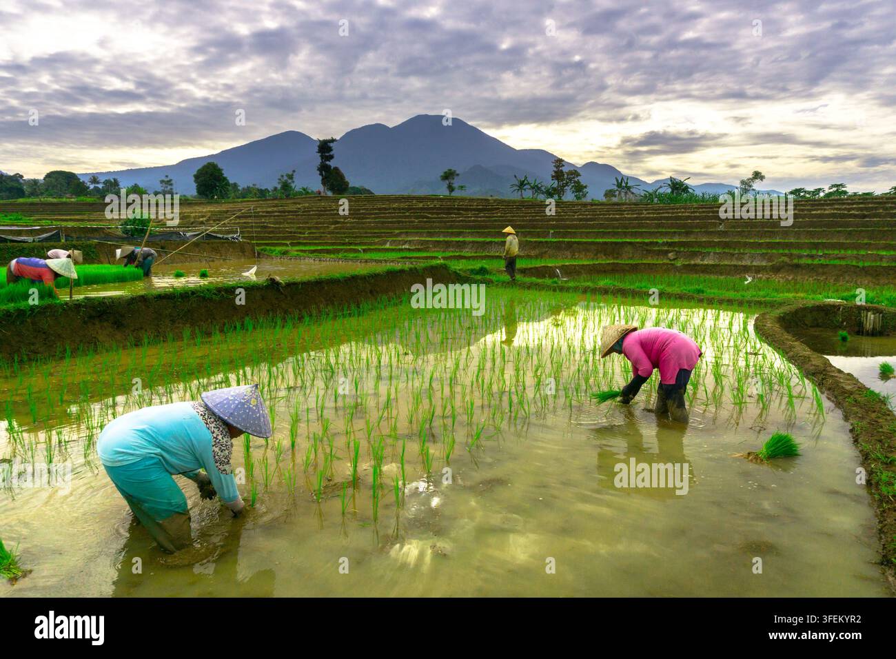 Indonesia - 31 agosto 2026: Vista di contadini che indossano cappelli a cono e piantano piantine di riso in un campo di riso terrazzato con montagne sullo sfondo un Foto Stock