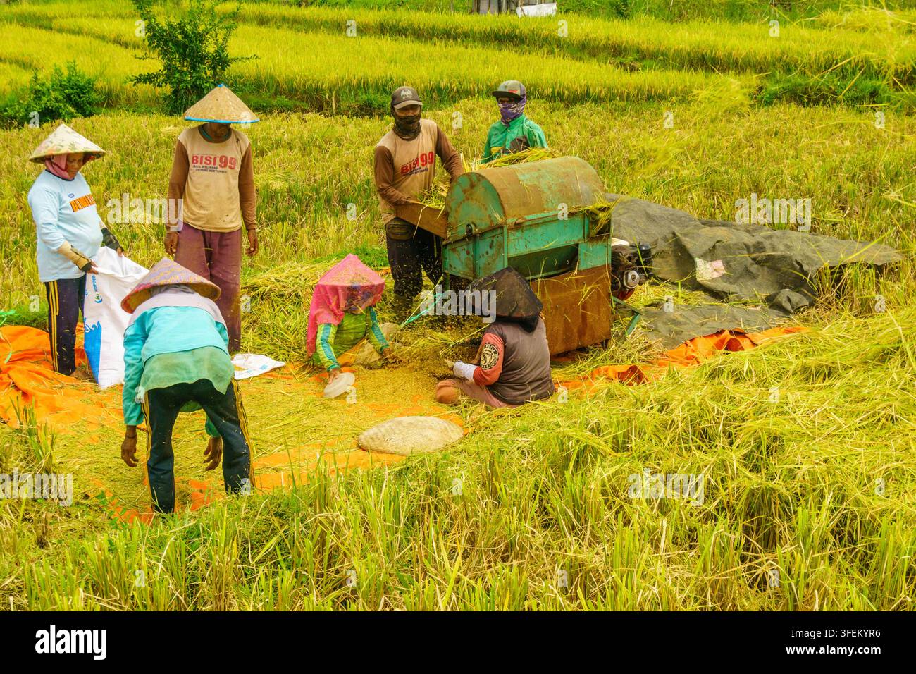 Indonesia - 31 agosto 2026: Vista di contadini che indossano cappelli conici tradizionali mentre raccolgono riso con una trebbiatrice meccanica in un campo rurale in Indonesia. Foto Stock