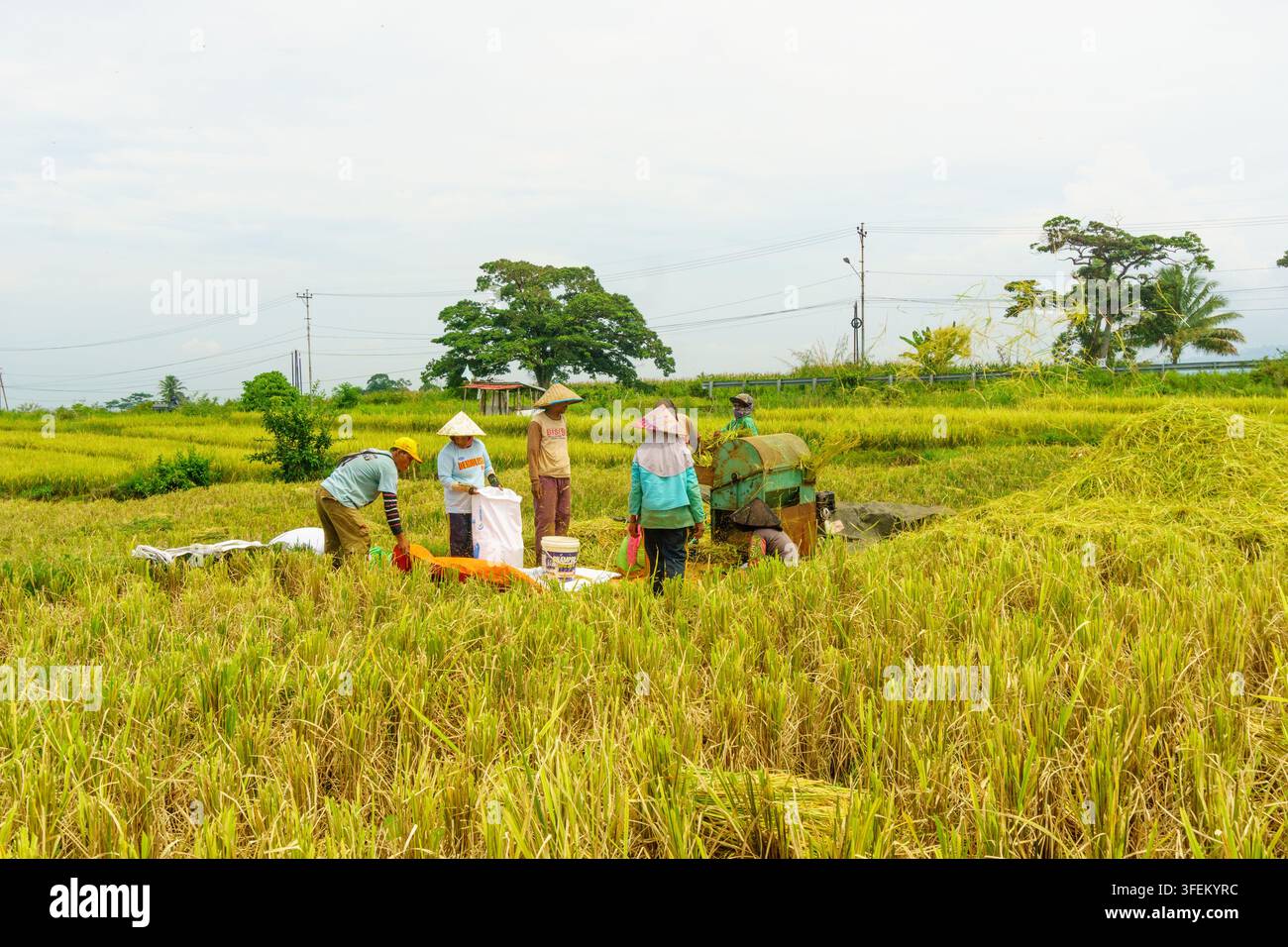 Indonesia - 31 agosto 2026: Vista di contadini che raccolgono riso in un campo con una trebbiatrice, indossando cappelli a cono tradizionali sotto un cielo luminoso. Foto Stock