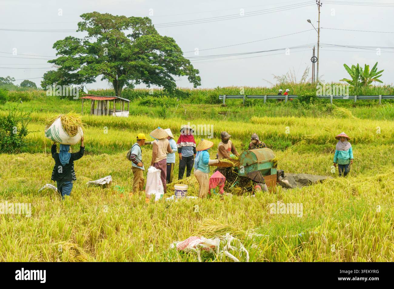 Indonesia - 31 agosto 2026: Vista di contadini che raccolgono riso in un campo con una trebbiatrice, indossando cappelli a cono tradizionali sotto un cielo luminoso. Foto Stock