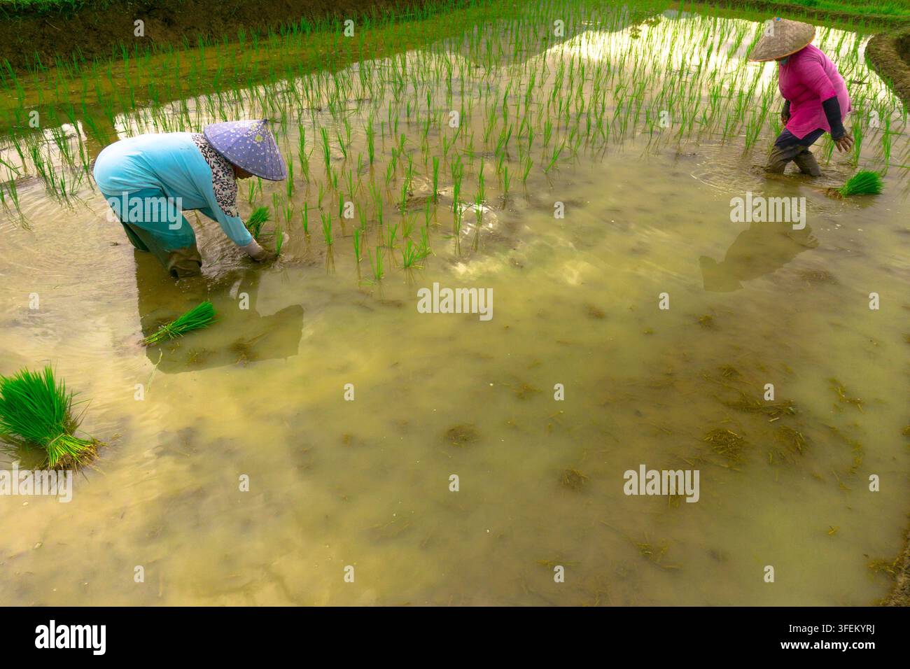 Indonesia - 31 agosto 2026: Vista di due agricoltori che indossano cappelli conici tradizionali e piantano giovani piantine di riso in un campo di risaia allagato. Foto Stock