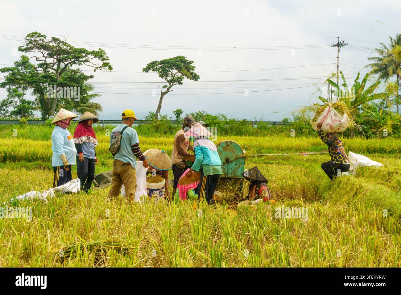 Indonesia - 31 agosto 2026: Vista di contadini che raccolgono riso in un campo con una trebbiatrice, indossando cappelli tradizionali a forma di cono, con sacchi di raccolto Foto Stock