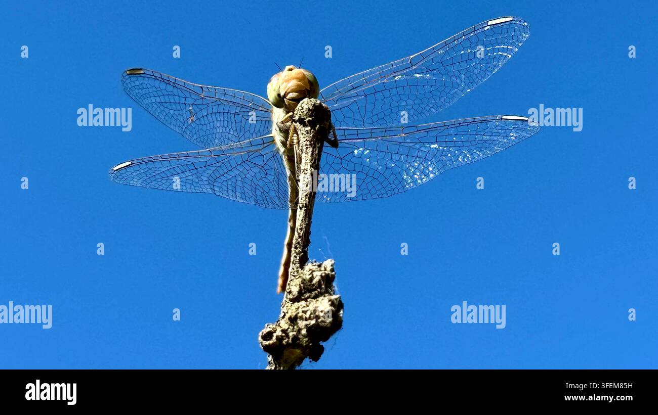 Primo piano di una libellula appollaiata su un ramo contro un cielo blu terso, simbolo di libertà, leggerezza e bellezza della natura estiva Foto Stock