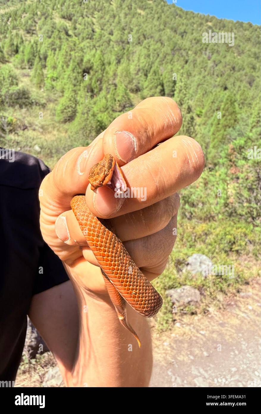 Mano umana che tiene un piccolo serpente marrone su un sentiero montano soleggiato, con bocca aperta, squame dettagliate e pendice verde in messa a fuoco morbida dietro, creando un'atmosfera chiara Foto Stock