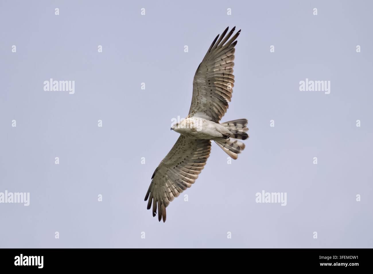 Aquila serpente dalle zampe corte (Circaetus gallicus) in volo su uno sfondo di cielo blu, Italia Foto Stock