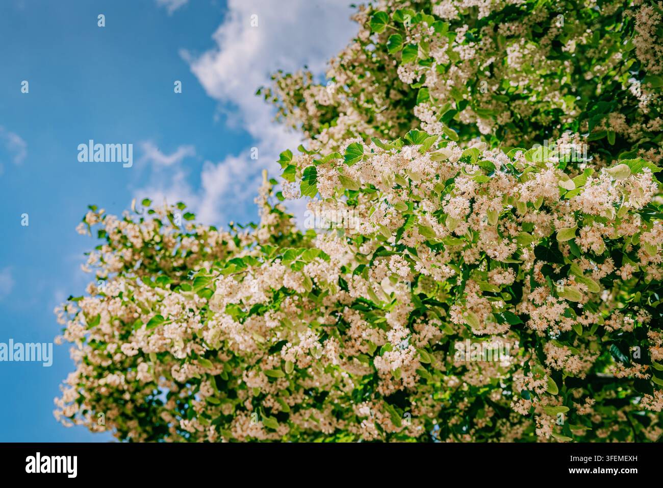 Chioma densa di un tiglio in fiore ricoperto di delicate fiori color crema e foglie verdi fresche sotto un cielo azzurro estivo terso. Foto Stock