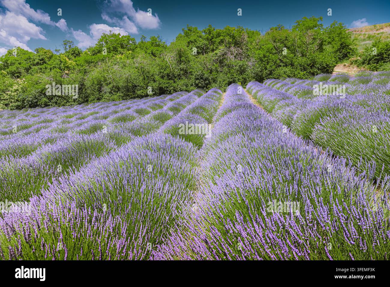 Lavanda viola che fiorisce in lunghe file strutturate su un bellissimo campo agricolo sotto un cielo azzurro, simboleggiando aromaterapia e natura Foto Stock