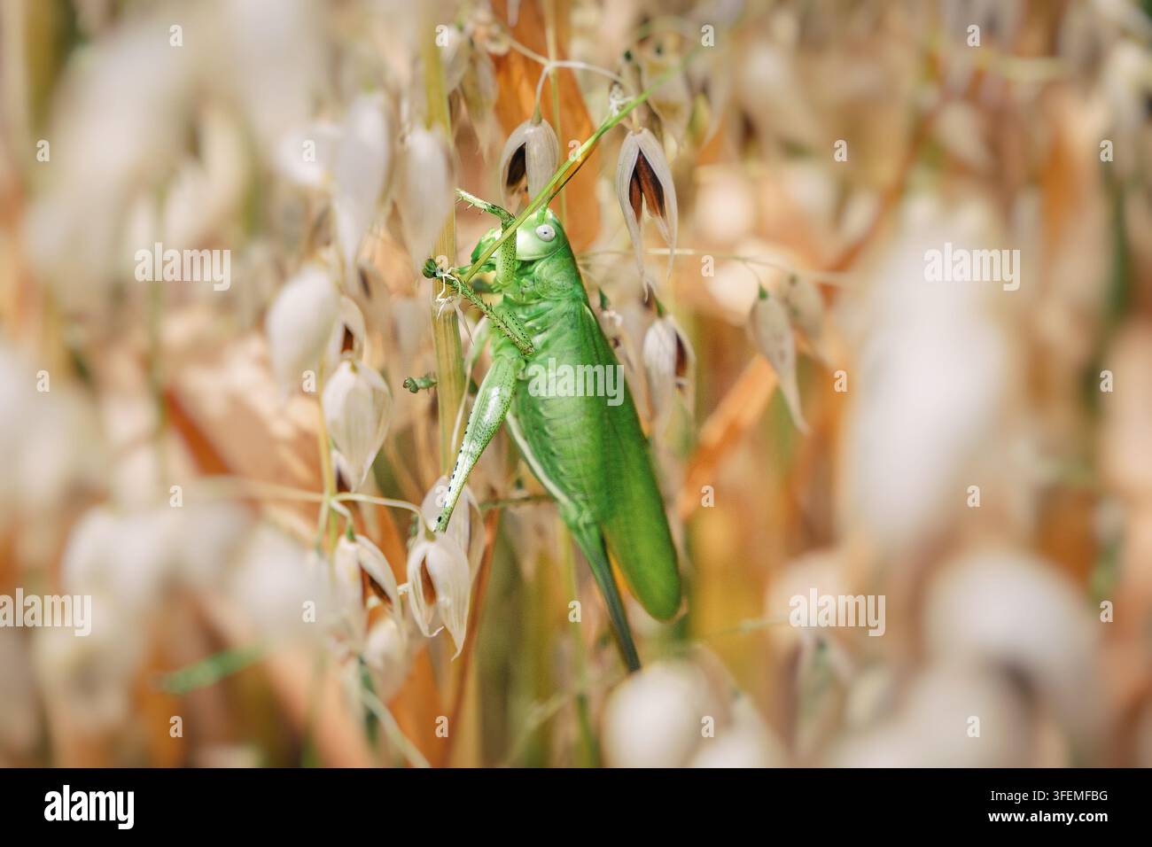 Macro di una cavalletta che si nutre di un cereale, che illustra l'infestazione da parassiti agricoli, i danni alle colture, i rischi per la sicurezza alimentare e le sfide per un'agricoltura sostenibile Foto Stock