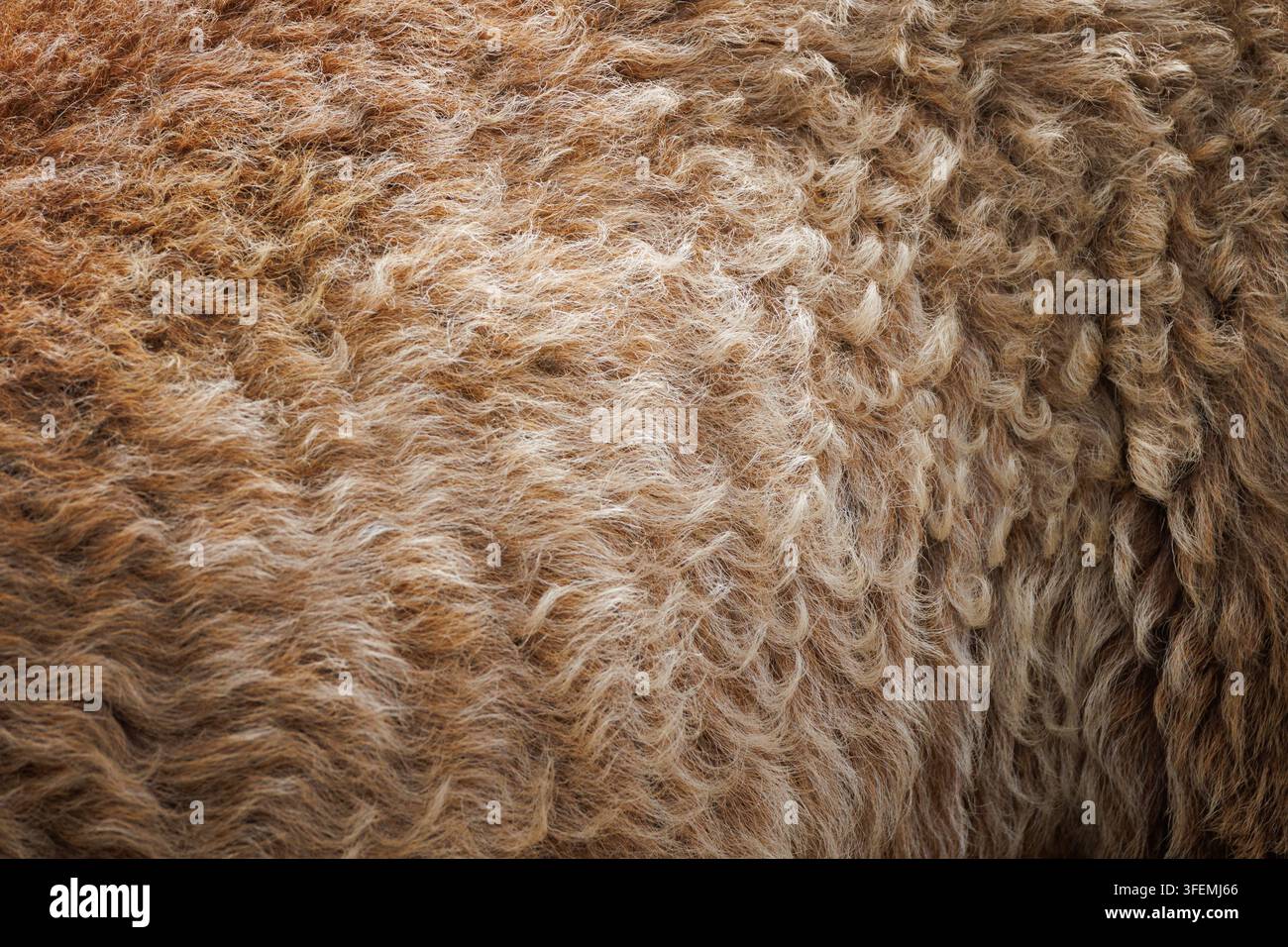 Macro primo piano di una texture di lana di pecora marrone e dorata con fibre ricci dense, toni naturali caldi. Foto Stock