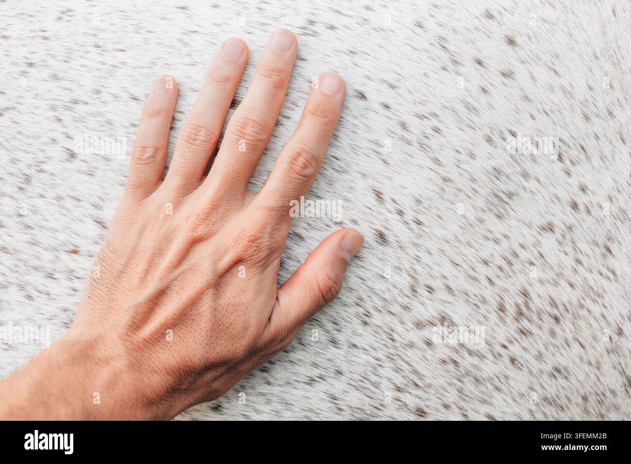 Mano umana appoggiata piatta contro il pelo bianco e marrone screziato di un cavallo, riempiendo il quadro di una calda connessione tattile. Foto Stock