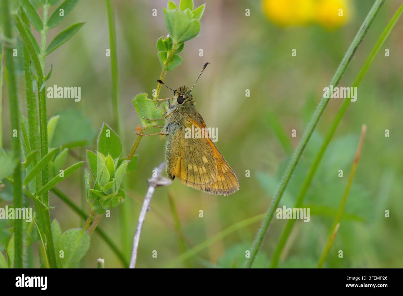 Grande farfalla Skipper che si nutre su un trifoglio a foglia d’uccello, Inghilterra, Regno Unito. Foto Stock