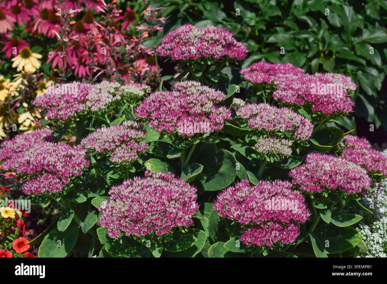 Prima vista di grappoli di fiori di Sedum rosa vivace che sbocciano in un'aiuola del giardino soleggiata Foto Stock