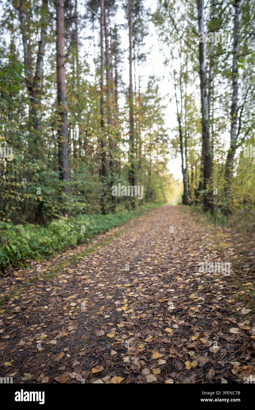Strada sterrata ricoperta di foglie si snoda attraverso una tranquilla foresta mista durante la stagione dell'inizio autunnale Foto Stock
