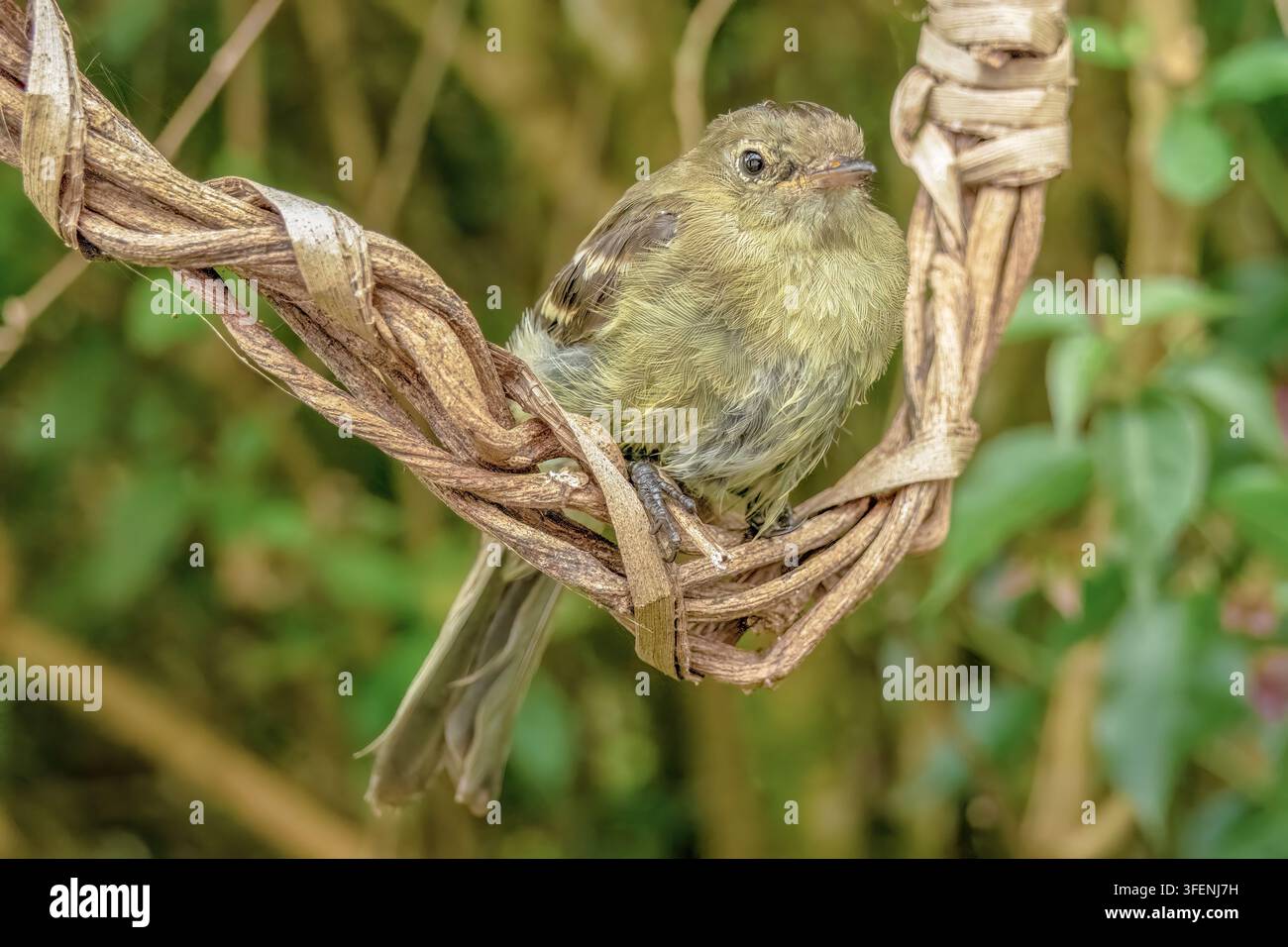 Un elaenia di montagna appollaiato su un'altalena circolare intrecciata con vite essiccate naturali, in un giardino nelle montagne andine orientali della Colombia centrale Foto Stock