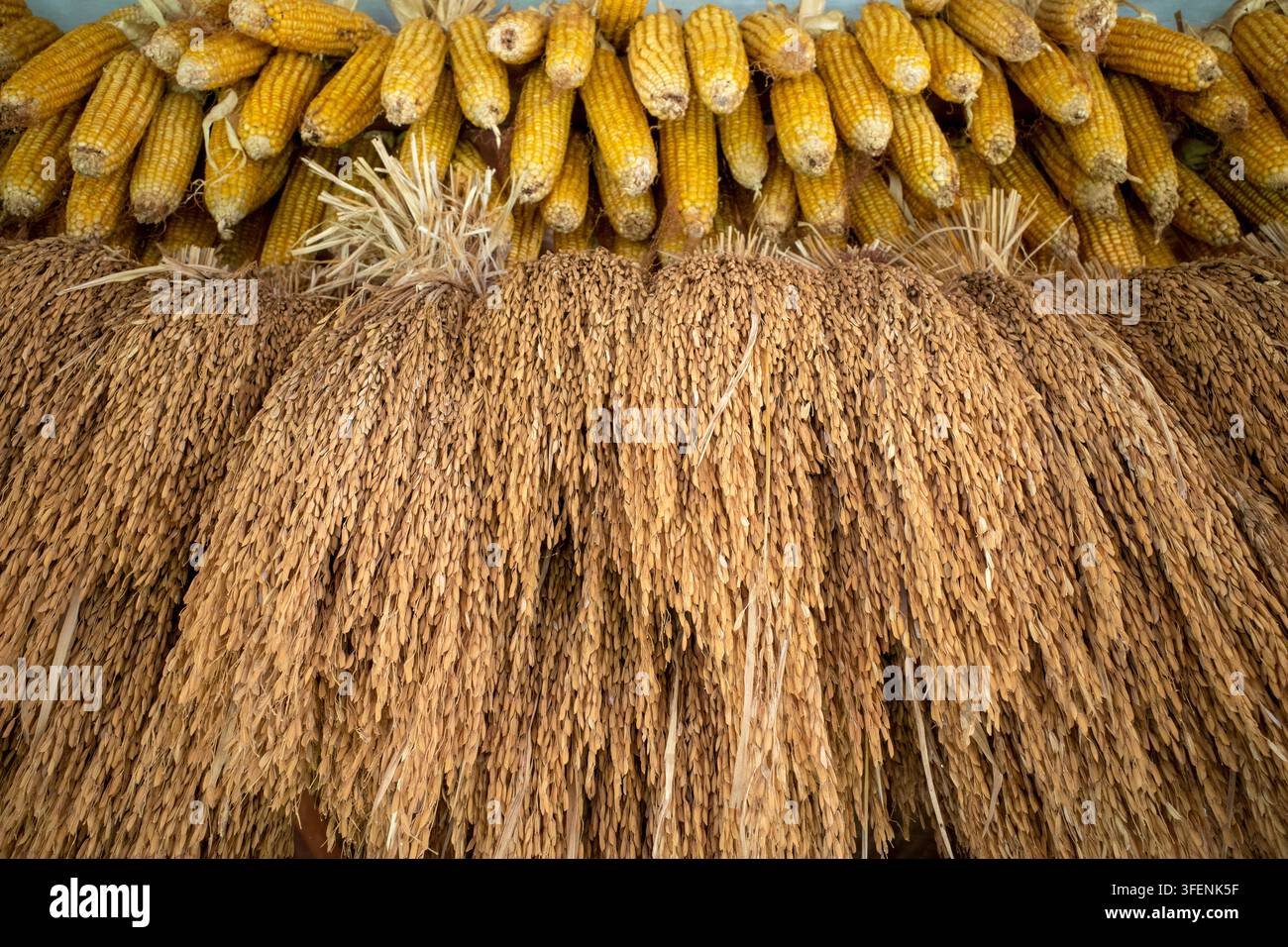 Un metodo tradizionale a Giava, Indonesia, per immagazzinare e appendere raccolti secchi di riso e mais in tradizionali granai di riso o in una casa. Foto Stock
