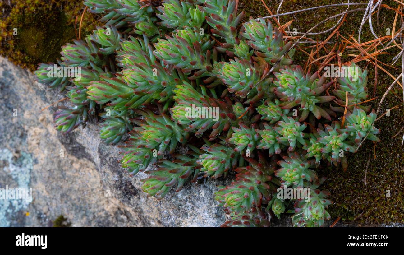 Sedum reflexo Petrosedum rupestre (sin. Sedum rupestre) che cresce su substrato roccioso muschioso Foto Stock