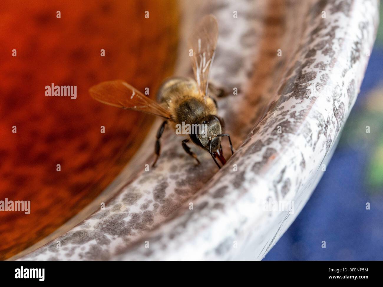 Api morocchina (Apis mellifera intermissa) che beve liquido sul bordo di una ciotola, scatto macro Foto Stock