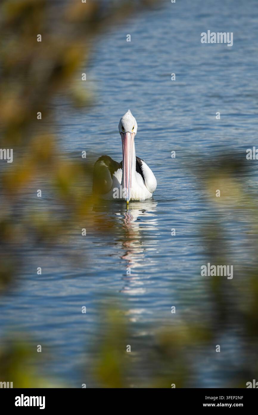 Pellicano australiano o Pelecanus conspicillatus. Foto Stock