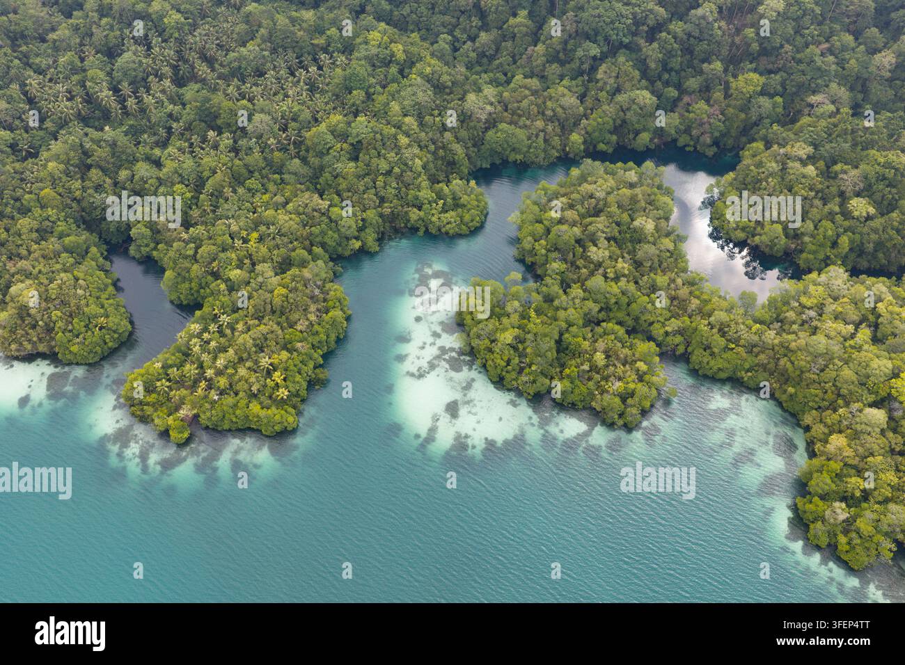 Il lago Kakaban è un insolito lago marino situato nelle isole Derawan di Kalimantan orientale, in Indonesia. Questo lago di acqua salata ospita 4 specie di meduse. Foto Stock