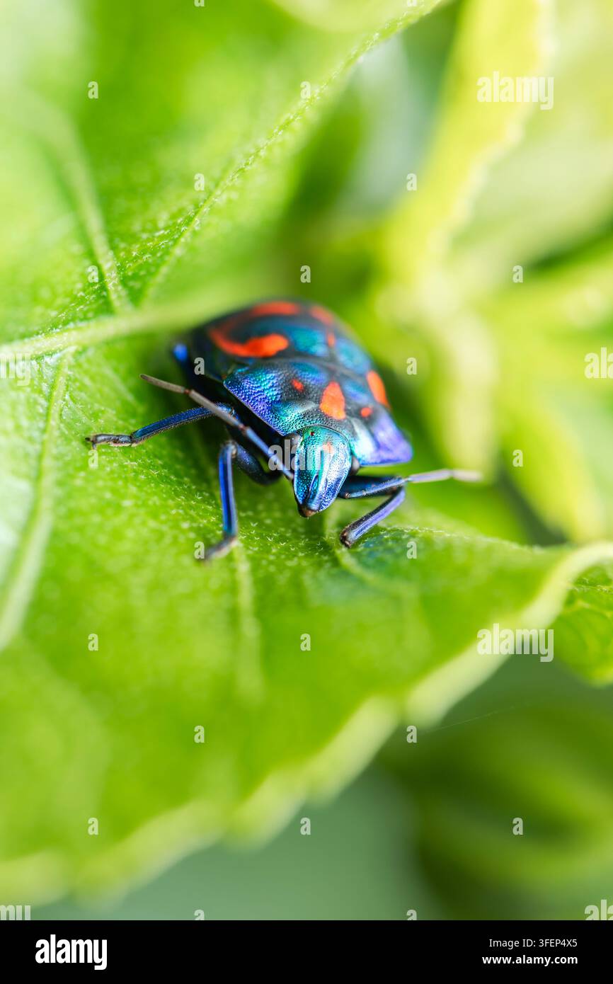 Tectocoris diophthalmus, comunemente noto come la Hibiscus Harlequin Bug o cotone Harlequin Bug, è un colorato luminosamente convessa e protezione arrotondata a forma di Foto Stock