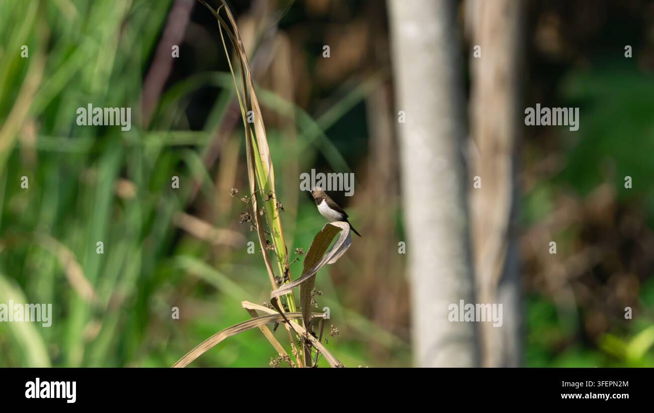 Lonchura leucogastroides (Bondol jawa, pipit bondol, emprit bondol, Javan Mannikin, Javanese Mannikin, Java Munia) sull'erba Foto Stock