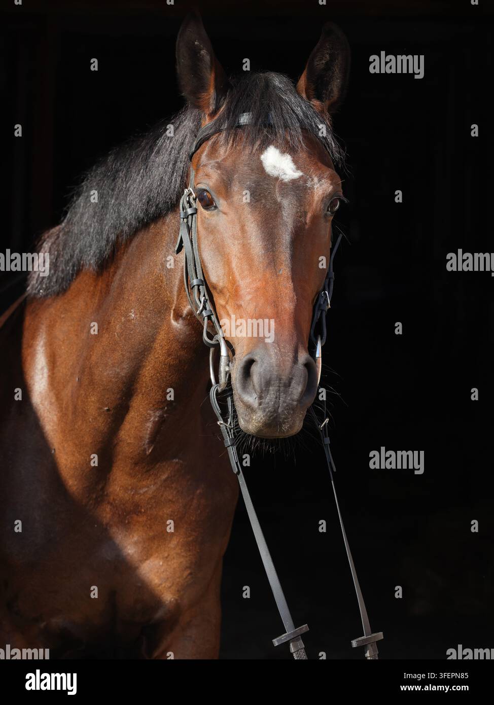 Bay Trakehner cavallo con briglia di classic Foto Stock