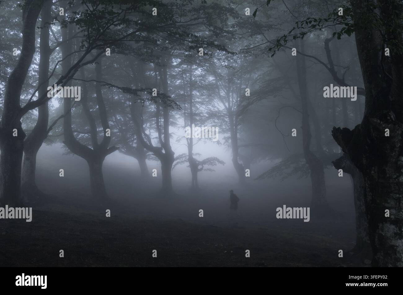 Una figura solitaria cammina attraverso una foresta di faggi nebbiosa e avvolta dalla nebbia, Gorbeia, Paesi Baschi, Spagna Foto Stock