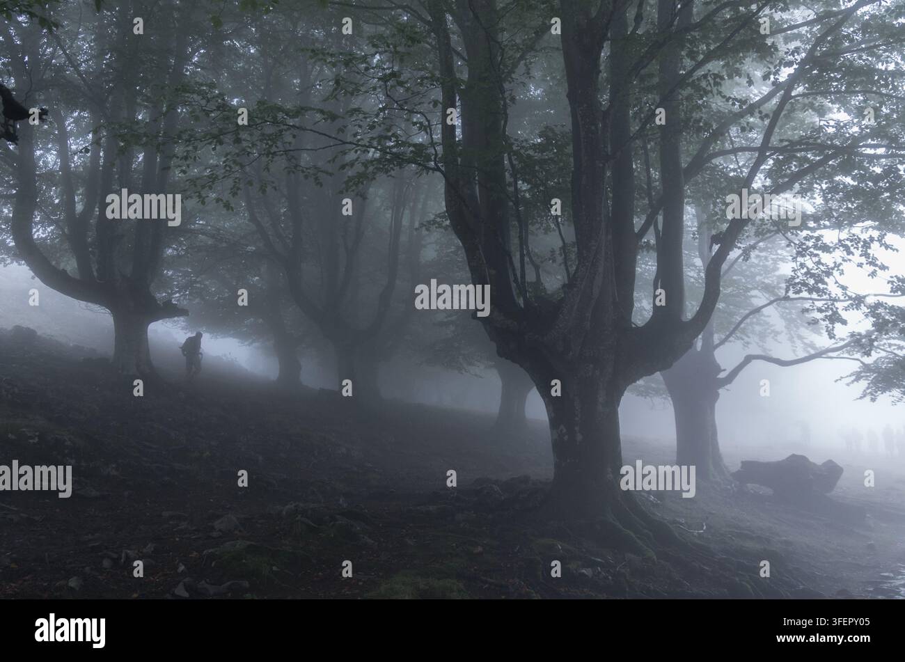 Una figura solitaria cammina attraverso una foresta di faggi nebbiosa e avvolta dalla nebbia, Gorbeia, Paesi Baschi, Spagna Foto Stock
