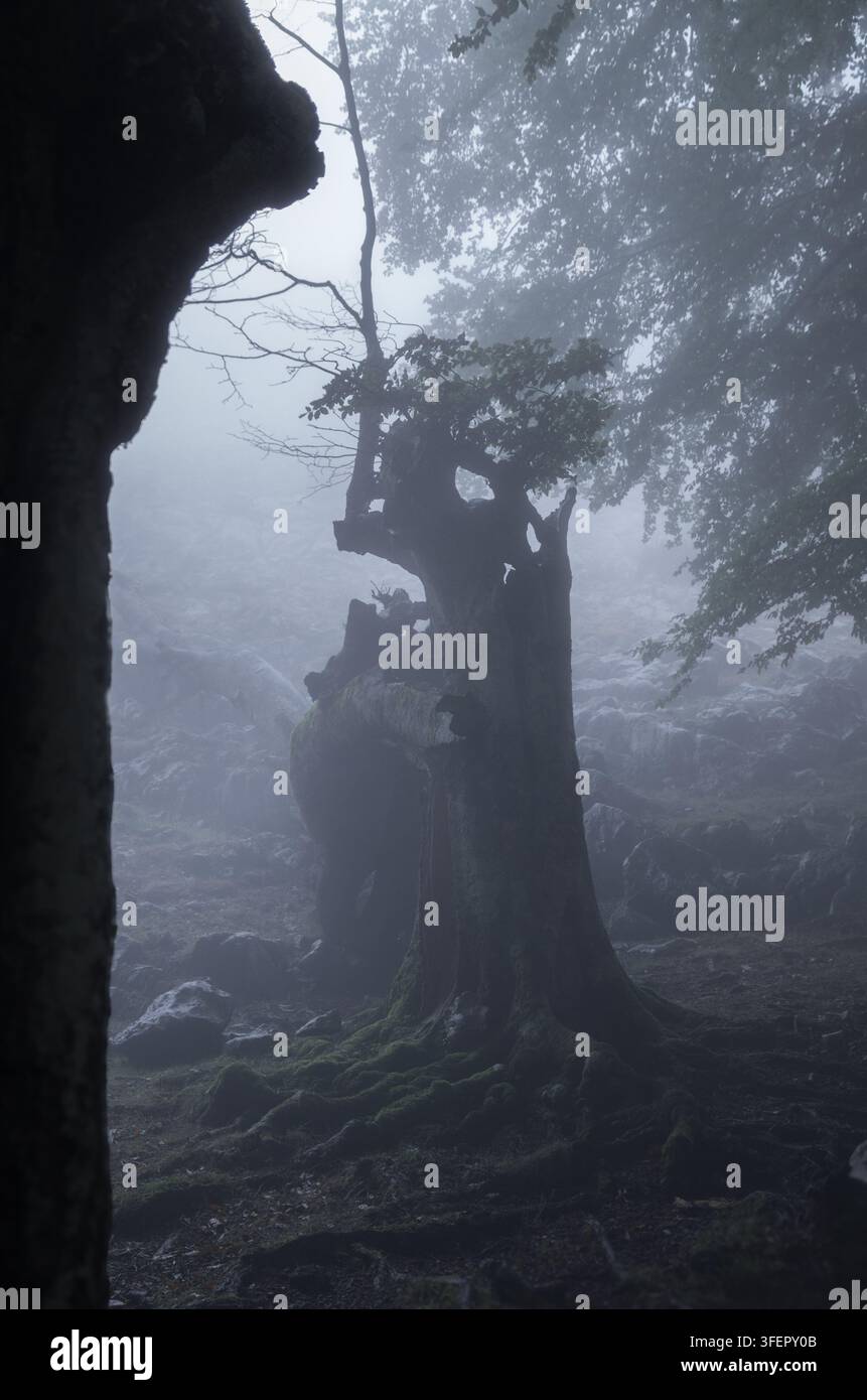 Un albero spezzato emerge da una fitta nebbia, incorniciato da un tronco scuro in silhouette, Gorbeia, Paesi Baschi, Spagna Foto Stock