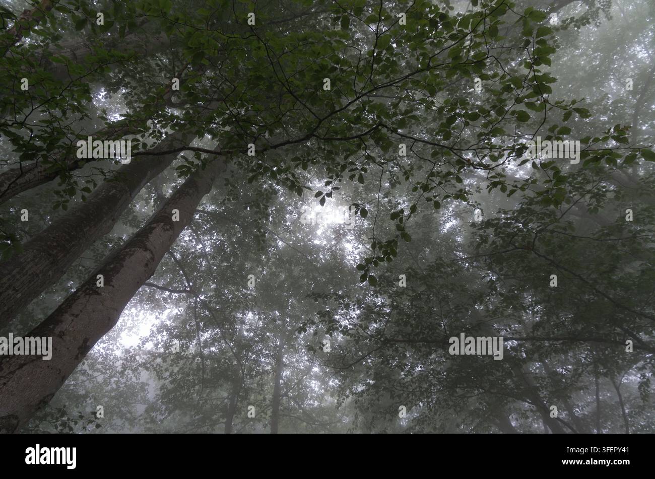La nebbia filtra attraverso una fitta chioma forestale, Gorbeia, Paesi Baschi, Spagna Foto Stock