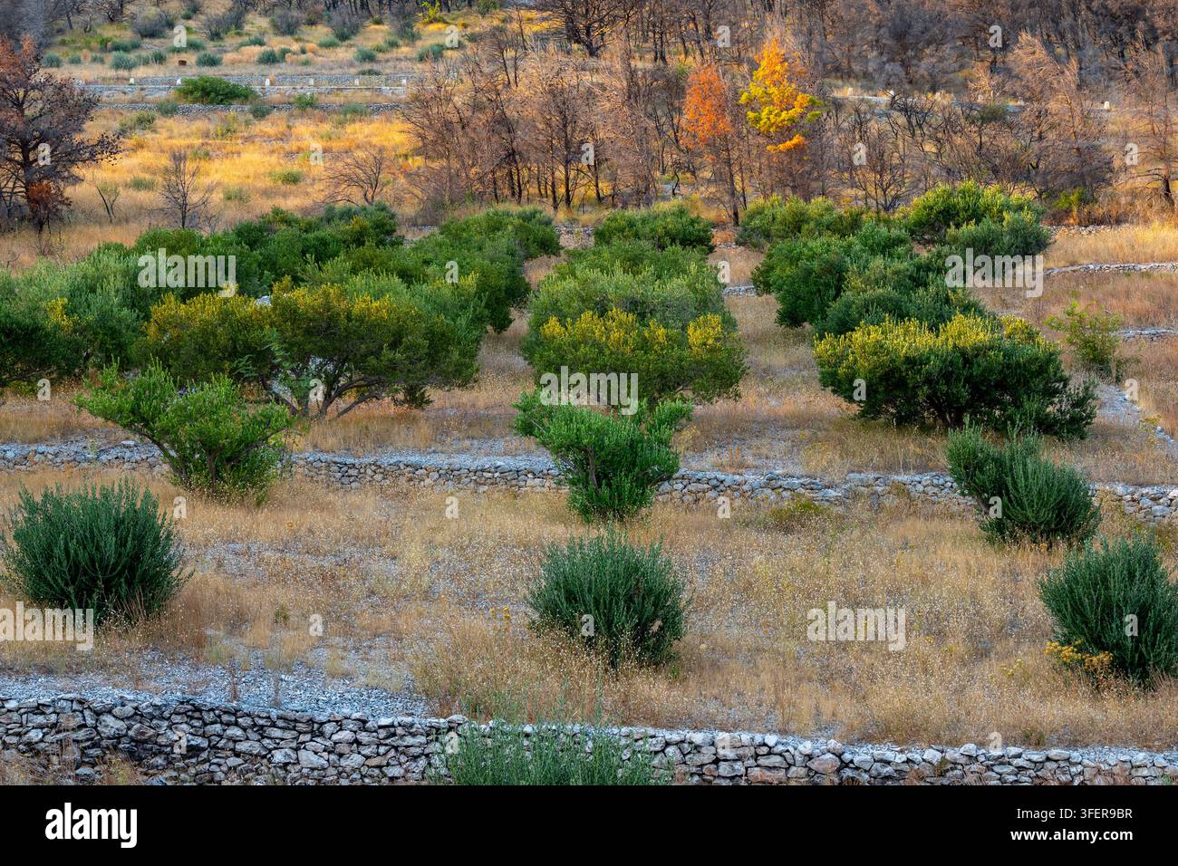 Colina terrazzata coperta di arbusti selvatici, erba secca e alberi autunnali sparsi. Foto Stock
